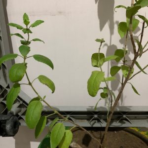 Cây giống hương nhu tía