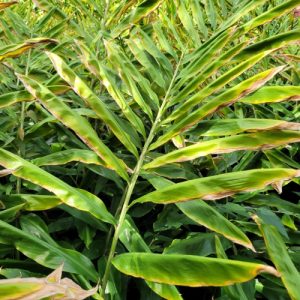 Cây gừng gió