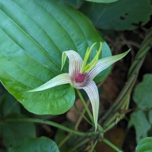 Cây giống bách bộ