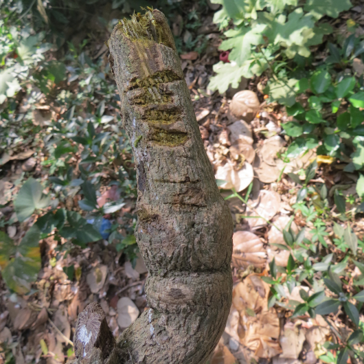 Vàng đắng 4