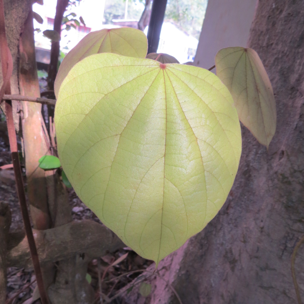 Vàng đắng 3