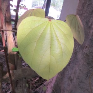 Cây giống vàng đắng (vàng đằng)