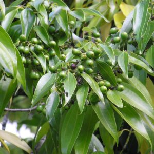 Cây giống quế Thanh Hóa (quế Quỳ)