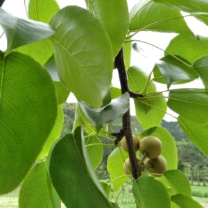 Cây giống lê nâu (móc cọp)