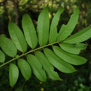 Cây giống sấu