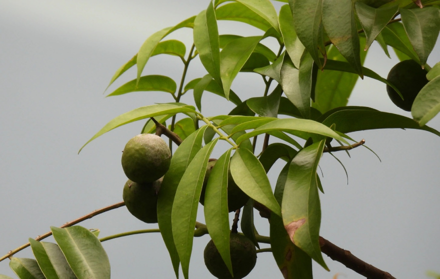 Sấu 4