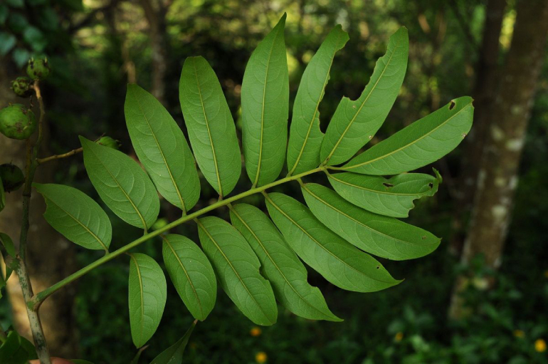 Sấu 3