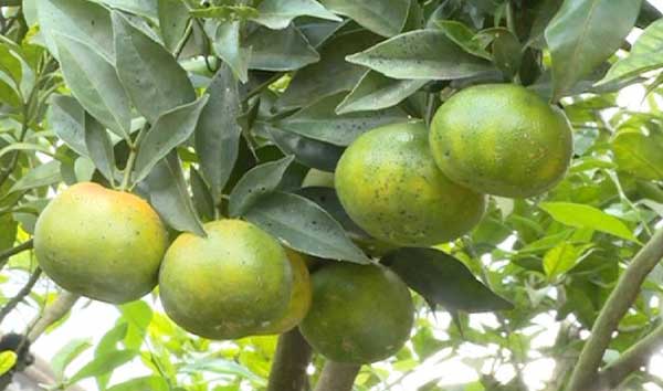 Cay Quyt Duong 4