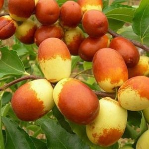 Hồng táo