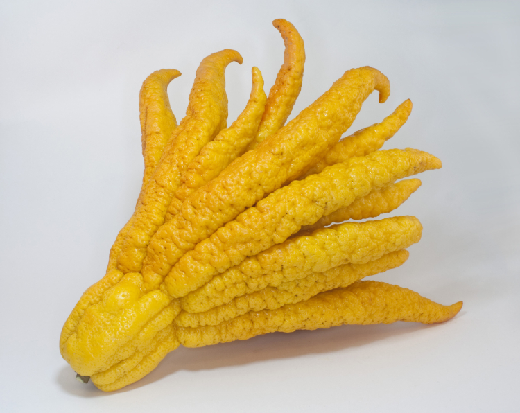 Phật Thủ 4