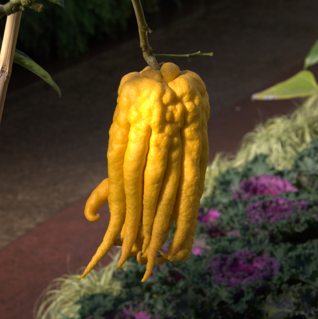 Buddha's Hand Citron