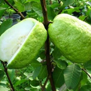 Ôỉ lê Đài Loan