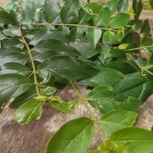 Cây găng làm thạch chuẩn giống, khỏe mạnh