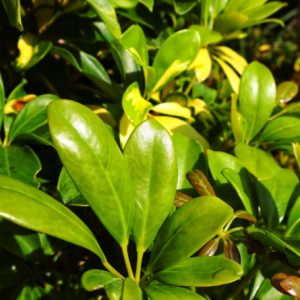 Cây hoa hồi (đại hồi) giống
