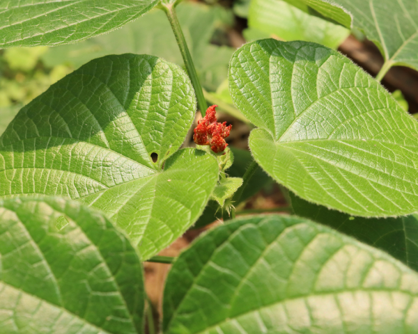 Xích đồng Nam 4