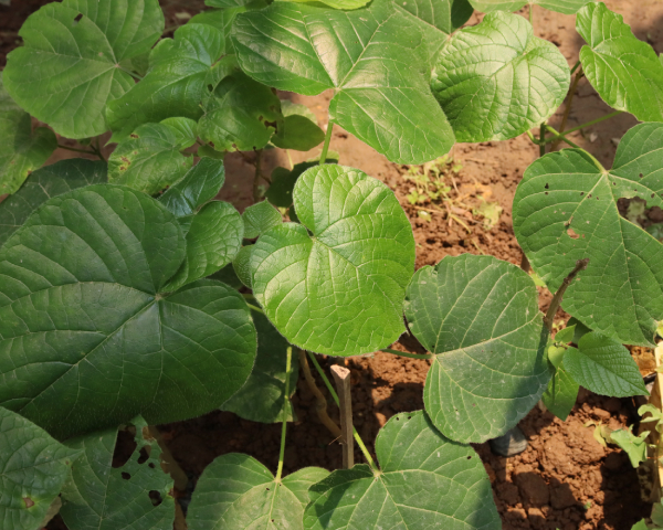 Xích đồng Nam 2