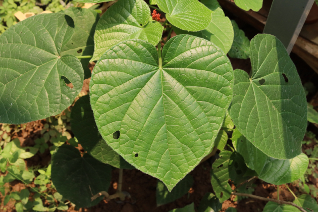 Xích đồng Nam 5