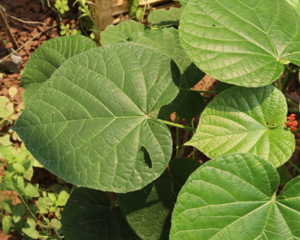 Xích đồng Nam 3