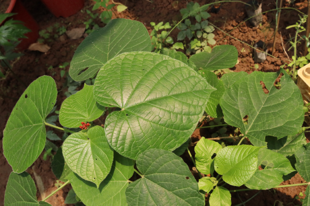 Xích đồng Nam 6