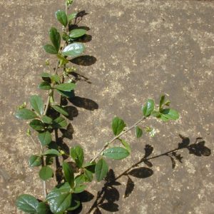 Cây bùm sụm (cùm rụm lá nhỏ)