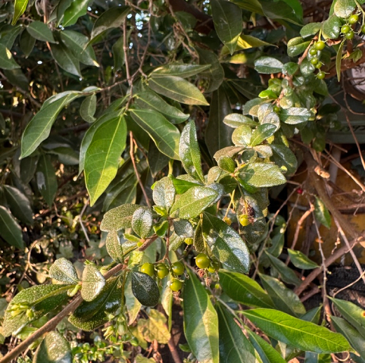 Bùm Sụm 4