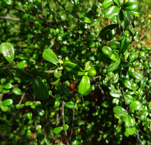 Carmona Retusa