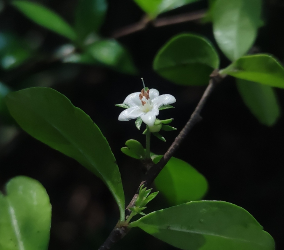 Bùm Sụm 3