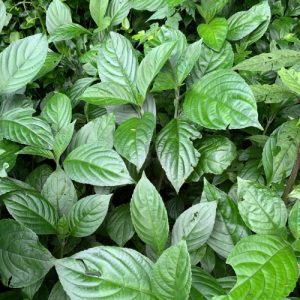 Cây giống chàm mèo (chàm lá to, thanh đại)