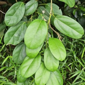 Cây giống hoàng đằng