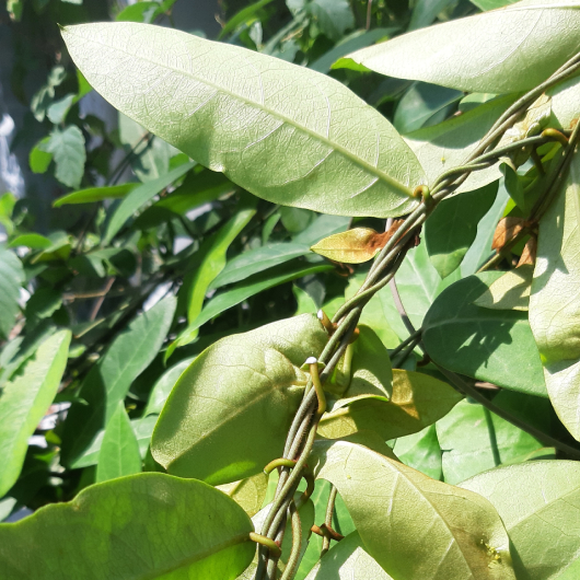 Hà Thủ ô Trắng 2