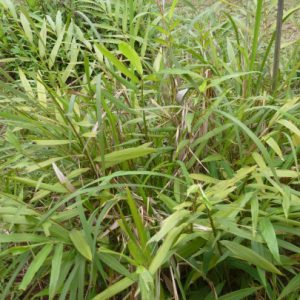 Cây giống sa nhân đỏ