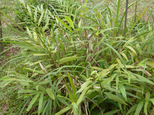 Sa Nhân đỏ 1