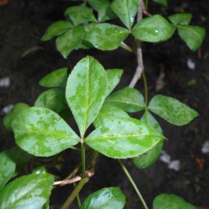 Cây giống ngũ gia bì gai