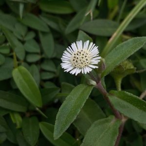 Cây giống nhọ nồi (cỏ mực)