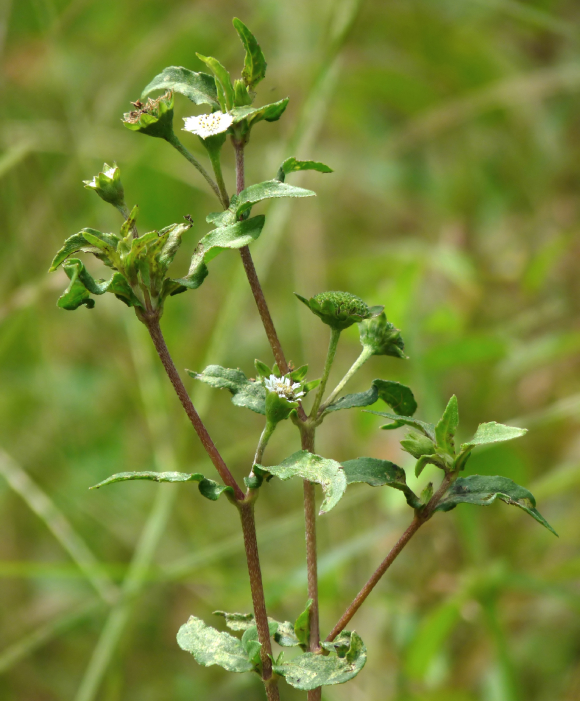 Cỏ Mực 1