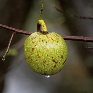 Cây giống bình bát