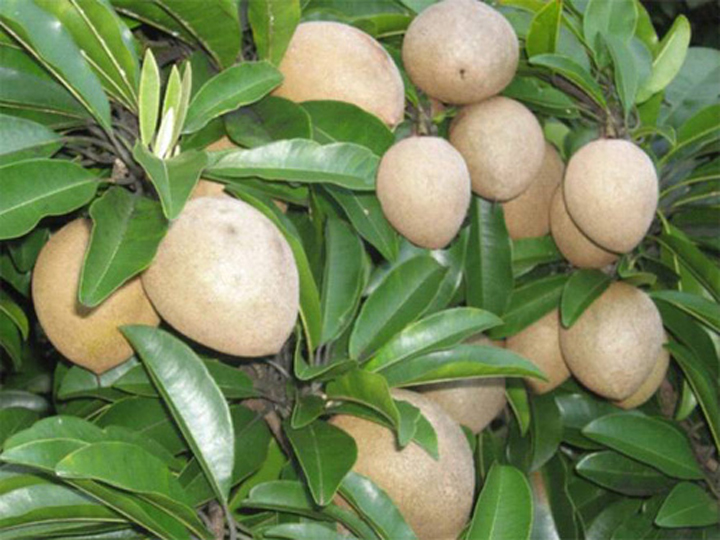Cay Hong Xiem Xuan Dinh 4
