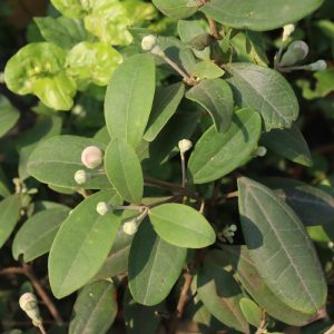 Cây giống hoa sim