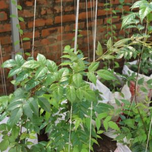 Cây giống chè dây
