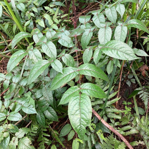 Đơn Châu Chấu 2