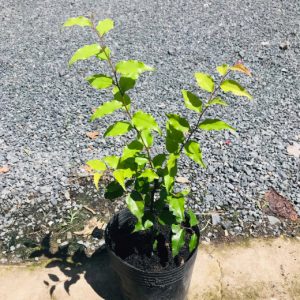 Cây giống bồ quân