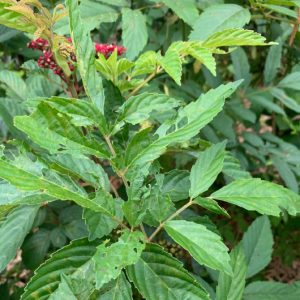 Cây giống gối hạc