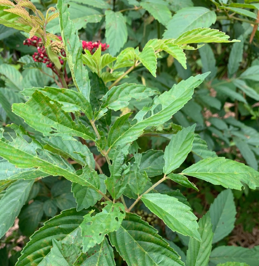 Gối Hạc 4