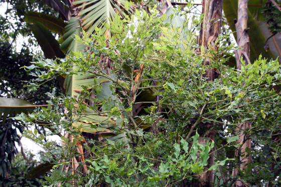 Gối Hạc 2