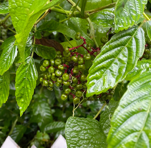 Gối Hạc 7