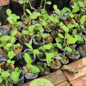 Cây giống thạch anh hỗ trợ điều trị ung thư