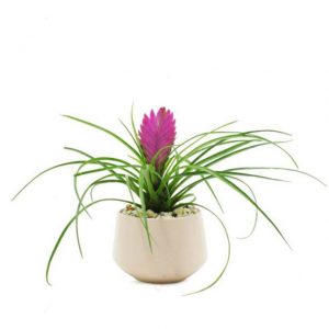 Cây thẻ bài (lệnh bài) độc lạ