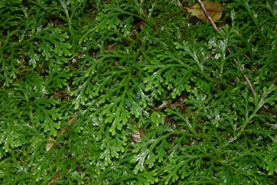 Rêu Uyển Bá 1