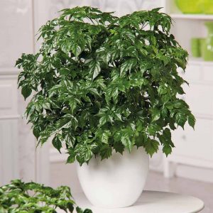 Cây hạnh phúc với lá bóng đẹp