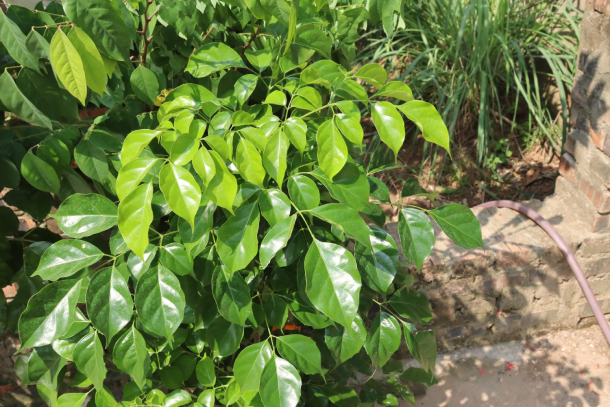 Hạnh Phúc 3